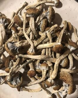 Golden Teacher Mushrooms 10g
