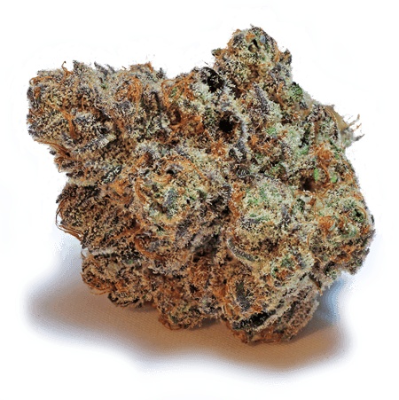 mimosa_60aa1c5cdecca.jpeg mimosa_60aa1c5cdecca.jpeg