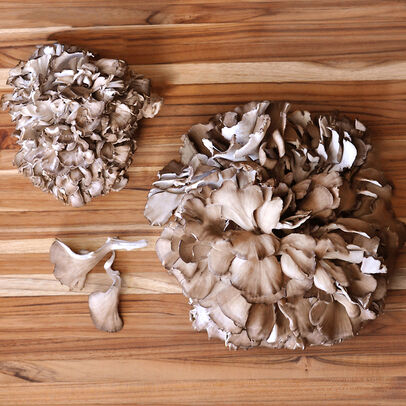 organic-maitake-hen-of-the-woods-mushrooms_60aa1f8ba4f0c.jpeg